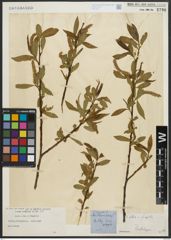Foto von Salix alba L. x Salix fragilis L.